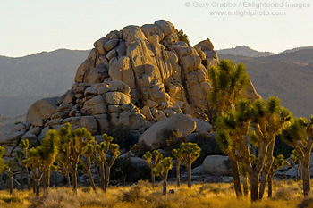 Joshua Trees and rock outcrop at sunset, near Hidden Valley, Joshua Tree National Park, California