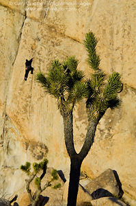 Rock climber climbing at Hidden Valley, Joshua Tree National Park, California