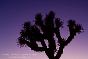 Crescent moon in evening light over Joshua Tree, Joshua Tree National Park, California