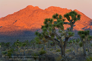 Joshua Trees and rock outcrop at sunrise, near Boy Scout, Joshua Tree National Park, California