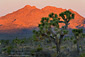 Joshua Trees and rock outcrop at sunrise, near Boy Scout, Joshua Tree National Park, California