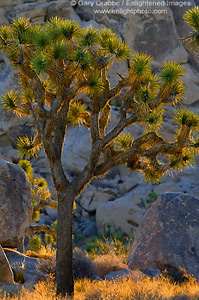 Joshua Trees and rock outcrop at sunrise, near Boy Scout, Joshua Tree National Park, California