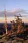 Trees along the Sierra Crest  at Castle Peak, near Lake Tahoe, California