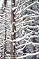 Fresh snow in winter on tree branches, at Twin Bridges, near Lake Tahoe, California