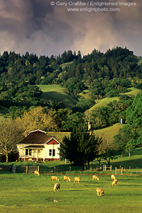 Sunset light through spring storm clouds over sheep in pasture, Anderson Valley, Mendocino County, California