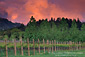 Sunset on spring storm clouds over vineyard and trees in the Anderson Valley, Mendocino County, California