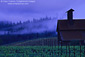 Cloudy morning over vineyard in the Anderson Valley, near Philo, Mendocino County, California