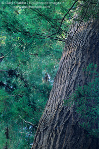 Redwood trees in soft morning light, Hendy Woods State Park, near Philo, Mendocino County, California