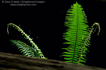 Fern in sunlight, Hendy Woods State Park, near Philo, Mendocino County, California