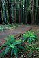 Path throughRedwood Tree Grove at Hendy Woods State Park, near Philo, Mendocino County, California
