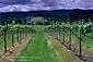 Husch Vineyards, near Philo, Anderson Valley, Mendocino County, California