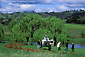 Helicopter landing at Greenwood Ridge Vineyards, near Philo, Mendocino County, California