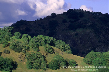 Oak trees on hills between Ukiah and Booneville, Mendocino County, California