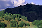 Oak trees on hills between Ukiah and Booneville, Mendocino County, California