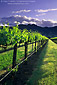 Sunset over hills and vineyard in spring, near Hopland, Mendocino County, California