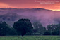 Morning fog along hills at sunrise over vineyard near Hopland, Mendocino County, California