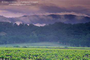 Morning spring storm clouds over hills and vineyard, McDowell Valley, near Hopland, Mendocino County, California