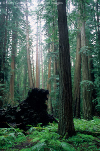 Redwood forest, Montgomery Woods State Reserve, Mendocino County, California