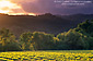 Stormy sunset over vineyards, East Side Road, near Hopland, Mendocino County, California