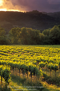 Stormy sunset over vineyards, East Side Road, near Hopland, Mendocino County, California