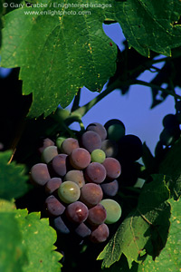 Wine grapes and leaves on vine, Redwood Valley, Mendocino County, California