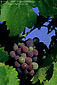 Wine grapes and leaves on vine, Redwood Valley, Mendocino County, California