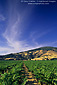 Cirrus cloud over Wine grape vines, Redwood Valley, Mendocino County, California