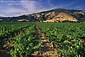 Wine grape vines in vineyard, Redwood Valley, Mendocino County, California