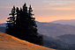 Evergreens at sunrise in the hills above Ukiah, Mendocino County, California