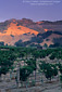 Morning fog over vineyards at sunrise, near Hopland, Mendocino County, California