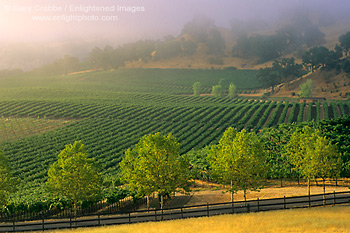 Morning fog over vineyards at sunrise, near Hopland, Mendocino County, California