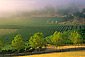 Morning fog over vineyards at sunrise, near Hopland, Mendocino County, California