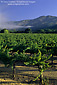 Vineyards in the McDowell Valley, near Hopland, Mendocino County, California