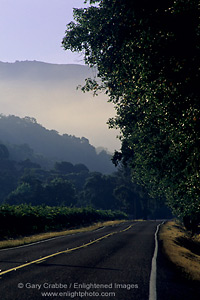 Vineyards, fog, and road in the McDowell Valley, near Hopland, Mendocino County, California