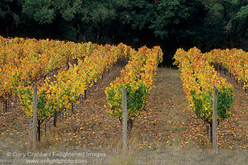 Vineyards in fall, near Philo, Anderson Valley, Mendocino County, California