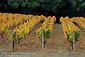 Vineyards in fall, near Philo, Anderson Valley, Mendocino County, California