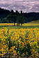 Goldeneye Vineyards in fall, near Philo, Anderson Valley, Mendocino County, California