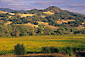 Sunset light on vineyards , oak trees, and hills, between Hopland and Ukiah, Mendocino County, California