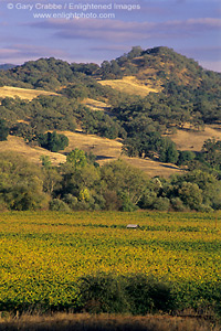 Sunset light on vineyards , oak trees, and hills, between Hopland and Ukiah, Mendocino County, California