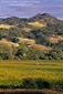 Sunset light on vineyards , oak trees, and hills, between Hopland and Ukiah, Mendocino County, California