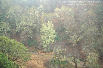 Oak tree Forest in fall fog, Mendocino County, California