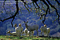 White Deer, (a gift from W.R. Hearst) Ridgewood Ranch, near Willits, Mendocino County, California