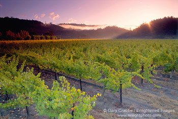 Sunrise over vineyard along the Silverado Trail, Napa Valley Wine Growing Region, California