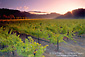 Sunrise over vineyard along the Silverado Trail, Napa Valley Wine Growing Region, California