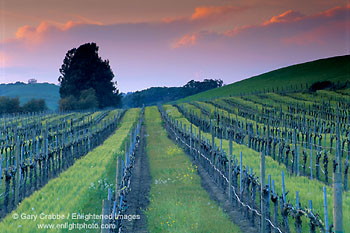 Clouds at sunset over vineyard in early spring, Carneros Wine growing region, Napa County, California