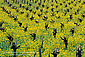 Yellow mustard flowers bloom in spring vineyard along the Silverado Trail, Napa Valley Wine Growing Region, California