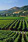 Rows of grape vines in summer along  the Silverado Trail, Napa Valley Wine Growing Region, California