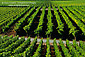 Rows of green wine grape vines in vineyard during summer, along the Silverado Trail, Napa Valley Wine Region, California