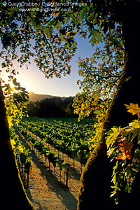 Sunset, Oak Tree and Vineyard in fall along the Silverado Trail, Napa Valley, Napa County Wine Region, California