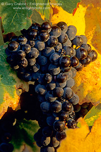 Red wine gapes on vine in fall along the Silverado Trail, Napa Valley, California